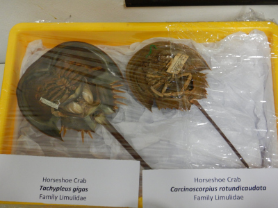 Two specimens of the horseshoe crab species