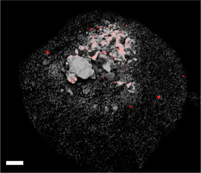 Epifluorescence microscopy picture of Methanoliparia-cells attached to a droplet of oil. The white scale bar represents a length of 10 micrometers. Photo: Max Planck Institute for Marine Microbiology