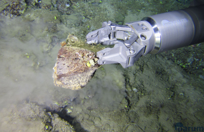 Was der Arm des MARUM-SQUID einmal im Griff hat, lässt er nicht wieder los. Dieses Gestein wird besiedelt von Serpeln und Bryozoen und ist mit einem grünlichen Film biologischen Materials überzogen. Foto: MARUM – Zentrum für Marine Umweltwissenschaften