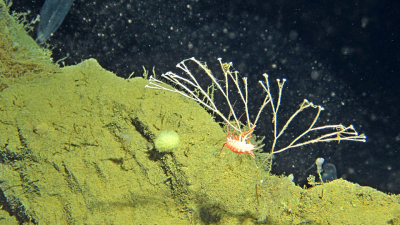 Dieser verästelte Schwamm von der Gattung Asbestopluma ist ein Vertreter der räuberischen Arten und lebt hier in knapp 1.100 Metern Tiefe auf einem felsigen Vorsprung.Foto: MARUM – Zentrum für Marine Umweltwissenschaften, Universität Bremen