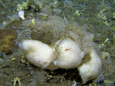 Eine große Schwammgemeinschaft. Kleine gelbe krustenbildende Schwämme siedeln zusammen mit den hellen Glasschwämmen und den „haarigen“, braunen Demospongia in einem Feld voll Bryozoen, Anemonen und kleinen Schalentierchen. Foto: MARUM – Zentrum für Marine Umweltwissenschaften, Universität Bremen