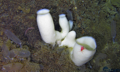 Diese prächtigen Glasschwämme der Gattung Schaudinnia haben sich auf einem Feld mit vulkanischem Material niedergelassen und teilen sich ihren Platz mit Manteltierchen (durchsichtige) und Bryozoen (feine, fächerartige). Die hohlen Innenbereiche der Schwämme bieten kleineren Tieren Schutz vor Fressfeinden oder dienen als gut abgeschirmte Brutstätten. Foto: MARUM – Zentrum für Marine Umweltwissenschaften, Universität Bremen