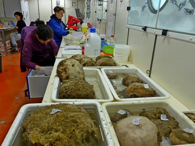 Eine wahre Überschwämmung! Der TV-Greifer befördert manchmal mit einem einzigen Griff bis zu 20 Schwämme an die Oberfläche und erlaubt somit die Erfassung der Diversität dieser Tiergruppe. Foto: Ieva Caraite