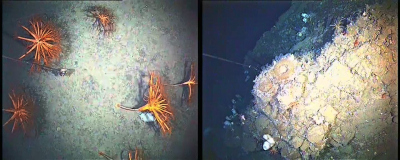 Die Bilder des TV-Greifers haben zwar nicht die allerbeste Qualität, aber geben uns trotzdem einen sehr guten Überblick über die Welt unter unserem Schiff. (Links) die Sedimentbedeckte Oberfläche des Southern Seamount steht voller Oktokorallen mit einer Größe von etwa 150-250 cm. (Rechts) eine steile Felswand mit einem herausragenden Steinvorsprung, der von kleinen Schwämmen und Bryozoen besiedelt ist, dahinter geht es steil in die Tiefe. Foto: GEOMAR – Eduard Fabrizius