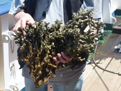 Der Wissenschaftler André Freiwald präsentiert ein großes Stück der fossilen Kaltwasserkoralle Lophelia pertusa an Bord des Forschungsschiffs METEOR. Foto: MARUM – Zentrum für Marine Umweltwissenschaften, Universität Bremen; D. Hebbeln
