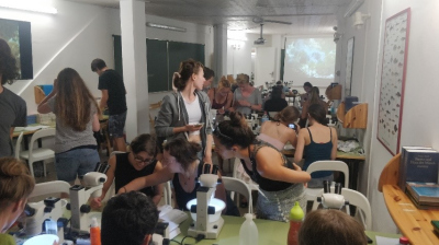 students identifying taxa