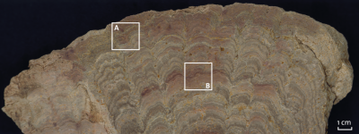 Stromatolith from lower Buntsandstein at Wilhelmshall, Huy, Northern Germany