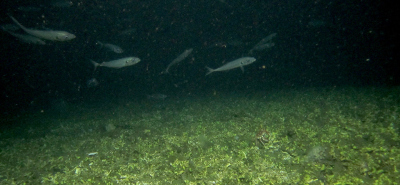(c) MARUM ROV Squid
