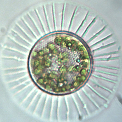 Planktoniella sol. 