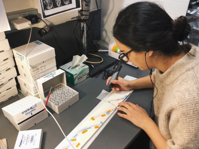 Taking annual samples of the Tonga coral for Boron isotopes measurements. 