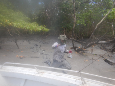 Returning from the collection of mangrove leaf samples