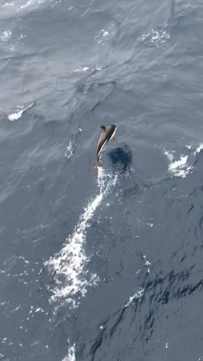 Delfin am Bug der JR während des Transits von Bohrlokation U1553 Richtung Norden.