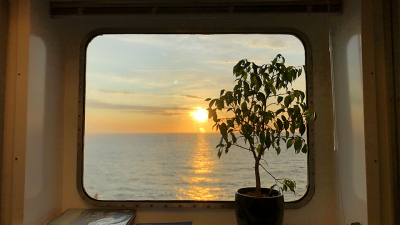 Die einzige Pflanze an Bord im Besprechungsraum auf dem Brückendeck bei Sonnenaufgang.