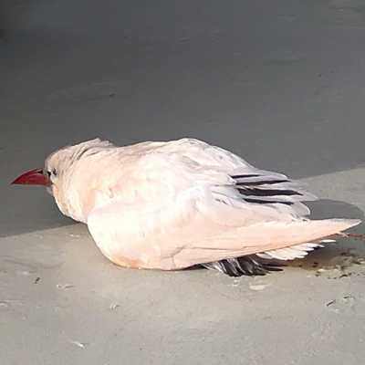 Ein paar Stunden auf dem Deck ausruhen, JR als Rastplatz.