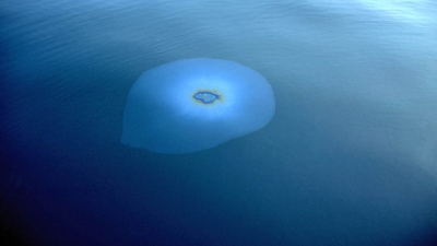 Oil bubbles  that seep into the water column on the oceanfloor form a natural oil slick on the water surface. Photo: Ian MacDonald