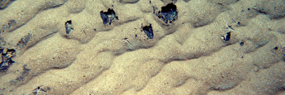 Ripples on the top of a seamount composed of carbonate sand