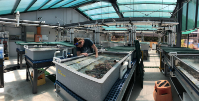 In the quarantine aquaria area of the SeaSim, checking the antifouling coated surfaces for biofouling