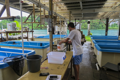 Mattia working in the lab (photo: Pia Lewin)
