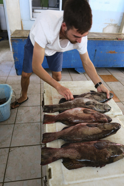 Mattia at the fish market preparing fish for photographs (photo: Pia Lewin)