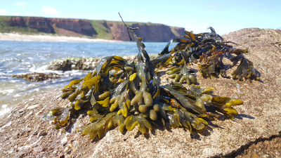 Die Braunalge Fucus vesiculosus wächst an felsigen Küsten wie hier auf Helgoland. Der Zellwandzucker Fucoidan ist dabei besonders wichtig um gegen die Gezeiten und Wellen zu bestehen. (Bild: Max-Planck-Institut für Marine Mikrobiologie/M. Schultz-Johansen