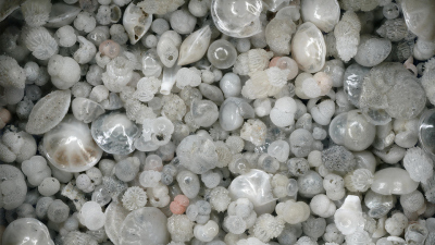 Schalen von planktonischen Foraminiferen aus eiszeitlichen Sedimenten im Atlantik. Fossilien wie diese wurden in dieser Studie verwendet, um zu zeigen, dass die globale Erwärmung zu einem Rückgang der tropischen marinen Biodiversität führen kann. (Foto: M