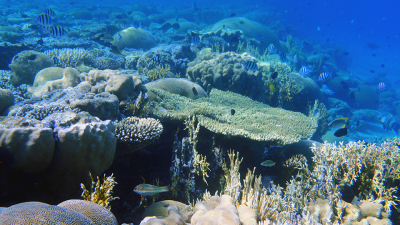 Coral reefs, like this one in the Red Sea, are the focus of the new DFG Priority Programme "Tropical Climate Variability and Coral Reefs". (Photo: MARUM - Center for Marine Environmental Sciences, University of Bremen , T. Felis)