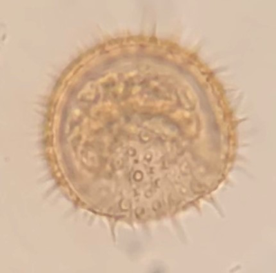 dorsal vie P. hartmannii
