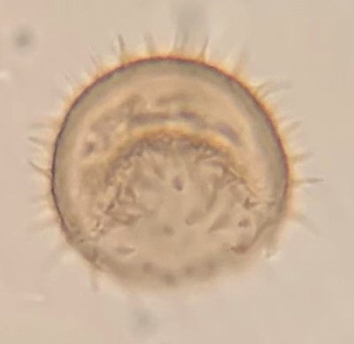 cross section P. hartmannii