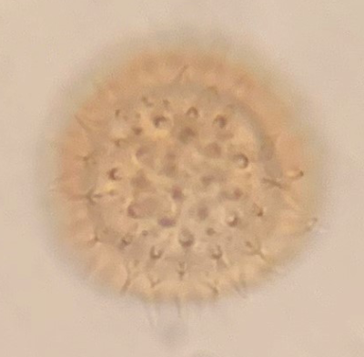 ventral view P.hartmannii