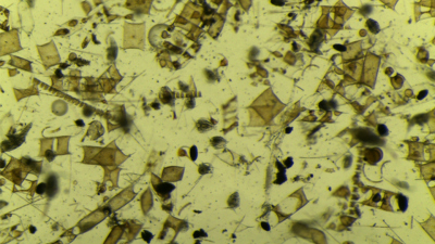 Saisonale Blüten winziger Algen spielen eine wichtige Rolle im marinen Kohlenstoffkreislauf. Nun wurde ein neues Detail der sie umgebenden Geheimnisse aufgedeckt. © Max-Planck-Institut für Marine Mikrobiologie / G. Reintjes