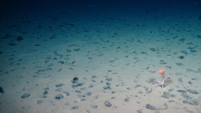 Manganese nodule with a deep-sea sponge. Expedition SO242. Photo: ROV KIEL6000, GEOMAR