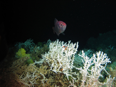  Kaiserbarsch über weißen Kaltwasser-Korallen und gelben Anemonen in 650 Meter Wassertiefe im Westatlantik.
