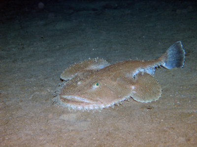 Ein Seeteufel in 320 Meter Wassertiefe im westlichen Mittelmeer.