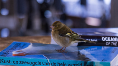 Ein neugieriger Fink. Foto: Daan Elderink