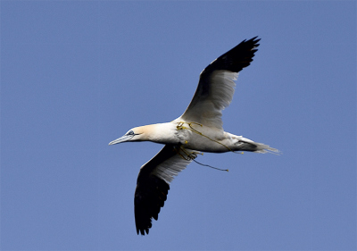 Beweise für die Verschmutzung im Untersuchungsgebiet. Ein Basstölpel mit Fischereileine. Foto: Götz Ruhland