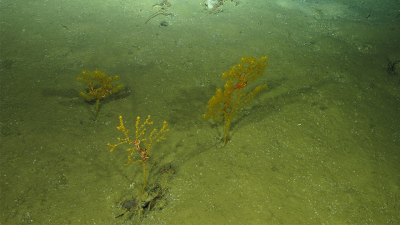 Im Rahmen von 15 internationalen Tiefseeexpeditionen konnten Sedimente aus dem Abyssal in allen wichtigen Ozeanregionen analysiert werden. Schwarze Korallen in 1960 m Tiefe im Atlantischen Ozean. Foto: MEDWAVES/IEO/ATLAS-Projekt.