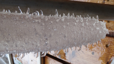 Der Mantel des Tieres zeigte ein interessantes Relief aus unterschiedlich großen Noppen. Foto: Emelie Breunig
