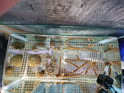 Coral incubation.