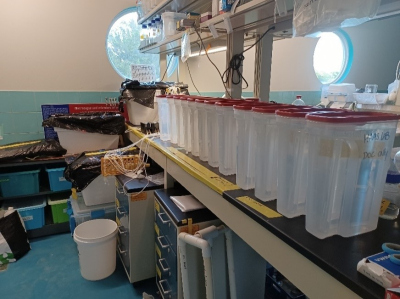 Preparation of dark incubations, 12 x 5 Liter containers with seawater.