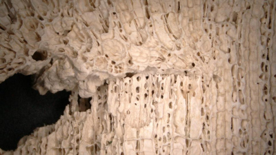 Skeletal structure of tropical reef corals under 20x magnification. A growth interruption, clearly visible in the center of the image, is due to a partial death of the coral colony and could be caused by coral bleaching. Photo: Prof. Dr. Thomas Brachert