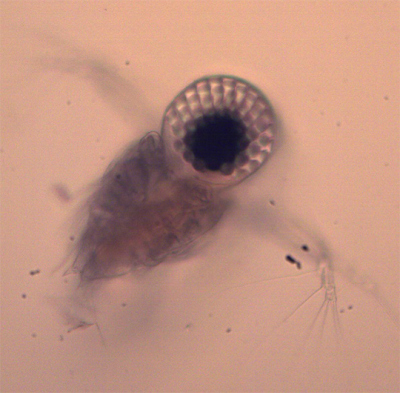 Cladoceran, auch als Wasserfloh bekannt. Foto: MARUM/ Uni Bremen