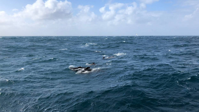Grindwale, die direkt neben der FS MARIA S. MERIAN schwimmen. Foto: MARUM/Uni Bremen