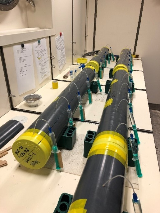Rhizone, die Porenwasser aus einem Sedimentkern entnehmen