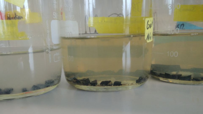 White microbial mats settled on the asphalt pieces in artificial seawater after only a few days. Photo: MARUM - Center for Marine Environmental Sciences, University of Bremen; J. Brünjes