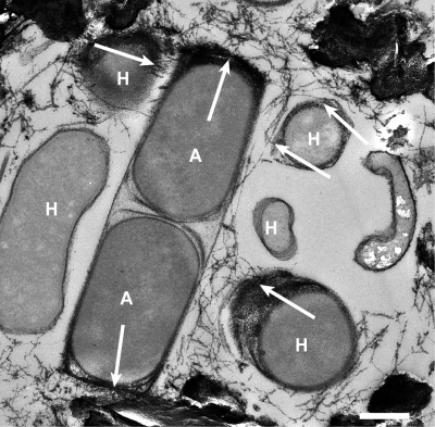 Nanowire-like cell appendages connect archaea and bacteria in multi-cellular consortia