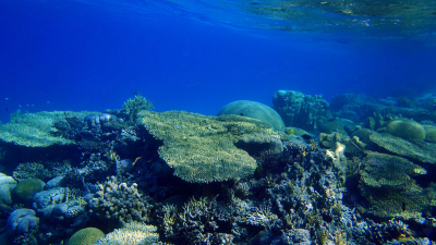 Ein Korallenriff in Aqaba, Jordanien. Foto: MARUM/T.Felis