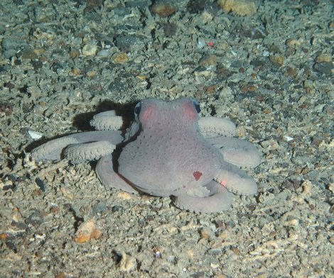 © MARUM, ROV Cherokee