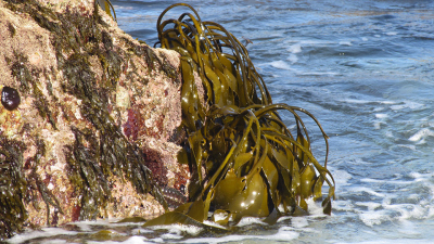 Braunalgen sind insbesondere in gemäßigten und kalten Breiten an felsigen Küsten verbreitet und nehmen dort weltweit große Mengen an Kohlendioxid aus der Luft auf. Foto: Hagen Buck-Wiese/Max-Planck-Institut für Marine Mikrobiologie