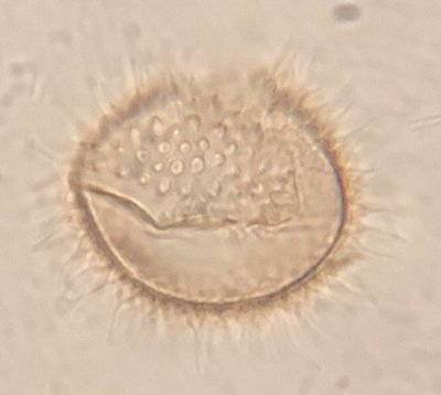A. constrictum lateral view