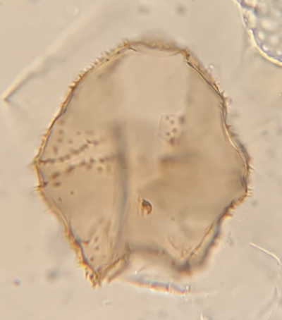 ventral view
